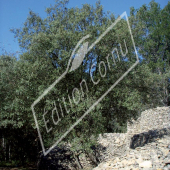 Olea europaea entier persistant