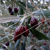 Olea europaea fruit