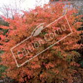 Parrotia persica entier automne