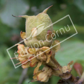 Parrotia persica fruit