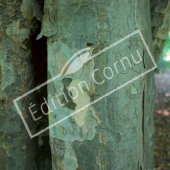 Parrotia persica tronc