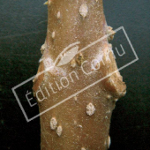 Paulownia tomentosa bourgeon axillaire
