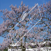 Paulownia tomentosa entier fleuri