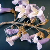 Paulownia tomentosa fleur