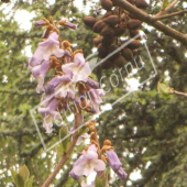 Paulownia tomentosa fleurs arbre