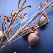 Paulownia tomentosa fruit