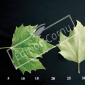 Platanus X hispanica CM