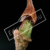 Platanus X hispanica bourgeon termina avec petiole