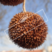 Platanus X hispanica fruit seul