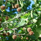 Platanus X hispanica fruit