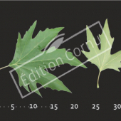 Platanus orientalis feuille CM