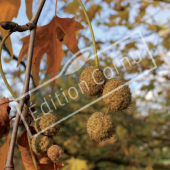 Platanus orientalis fruit