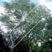 Populus alba entier été