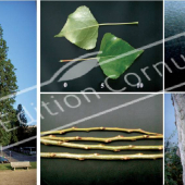 Populus nigra ‘Italica’ 5 photos