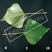 Populus nigra ‘Italica’ CM
