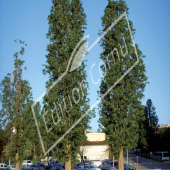 Populus nigra ‘Italica’ entier été