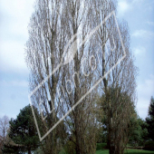 Populus nigra ‘Italica’ entier hiver
