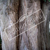 Populus nigra ‘Italica’ tronc