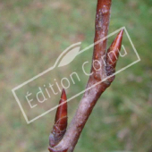 Populus tremula bourgeon axillaire