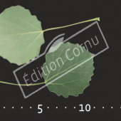 Populus tremula feuille CM