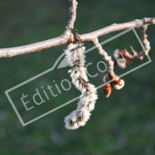 Populus tremula fleur