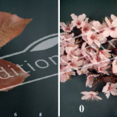 Prunus cerasifera ‘Atropurpurea’ 2 photos