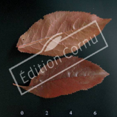 Prunus cerasifera ‘Atropurpurea’ CM