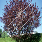 Prunus cerasifera ‘Atropurpurea’ entier été