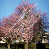 Prunus cerasifera ‘Atropurpurea’ entier fleuri