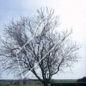 Prunus cerasifera ‘Atropurpurea’ entier hiver