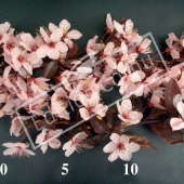 Prunus cerasifera ‘Atropurpurea’ fleur