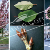 Prunus serrulata ‘Kanzan’ 5 photos