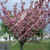 Prunus serrulata ‘Kanzan’ entier fleuri