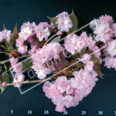 Prunus serrulata ‘Kanzan’ fleur