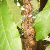 Pterocarya fraxinifolia détail fruit