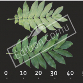 Pterocarya fraxinifolia feuille CM