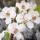 Pyrus calleryana ‘Chanticleer’ fleur détail