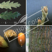 Quercus cerris 4 photos