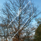 Quercus cerris entier hiver