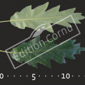 Quercus cerris feuille CM