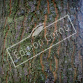 Quercus cerris tronc