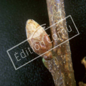 Quercus coccinea bourgeon axillaire