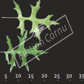 Quercus coccinea feuille CM