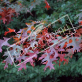 Quercus coccinea feuille automne