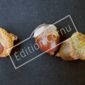 Quercus coccinea fruit