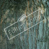 Quercus coccinea tronc