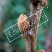 Quercus frainetto bourgeon axillaire