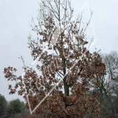 Quercus frainetto entier hiver
