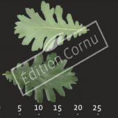Quercus frainetto feuille CM