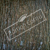 Quercus frainetto tronc